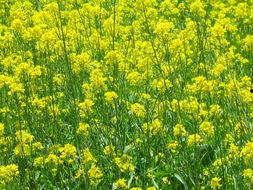 油菜花开的季节,醉美田园风光”