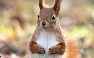 松鼠奇褔 第一季